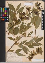Foto von Salix fragilis L.